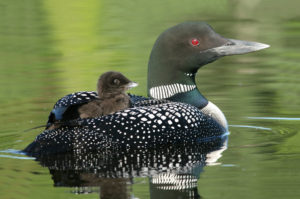 Pipe Lake Protection Programs Clean Water Baby Loon